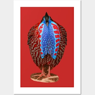 Male Temminck's tragopan in display plumage Posters and Art